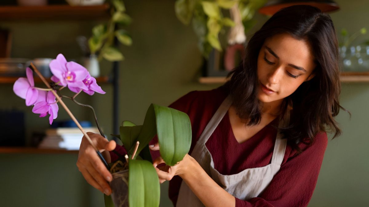 Common Mistakes That Shorten the Life of Cut Flowers