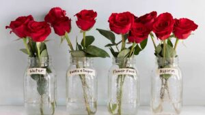 Different Fresh-keeping Effects of Sugar, Aspirin and Vc on Cut Rose Flowers