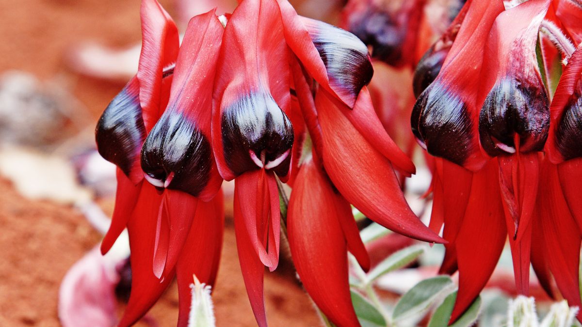 Farming Sturt's Desert Pea on the NSW Coast: A Breakthrough for Australian Florists