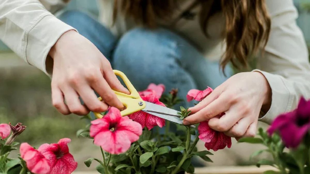Trim the stems diagonally, place them immediately in clean room-temperature water, clean the vase properly, and optionally add flower food to extend freshness.