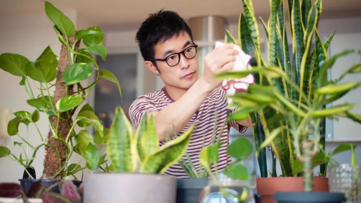 Indoor Plants & Air Quality Myth: The Real Mental Health Benefits of Living Soil