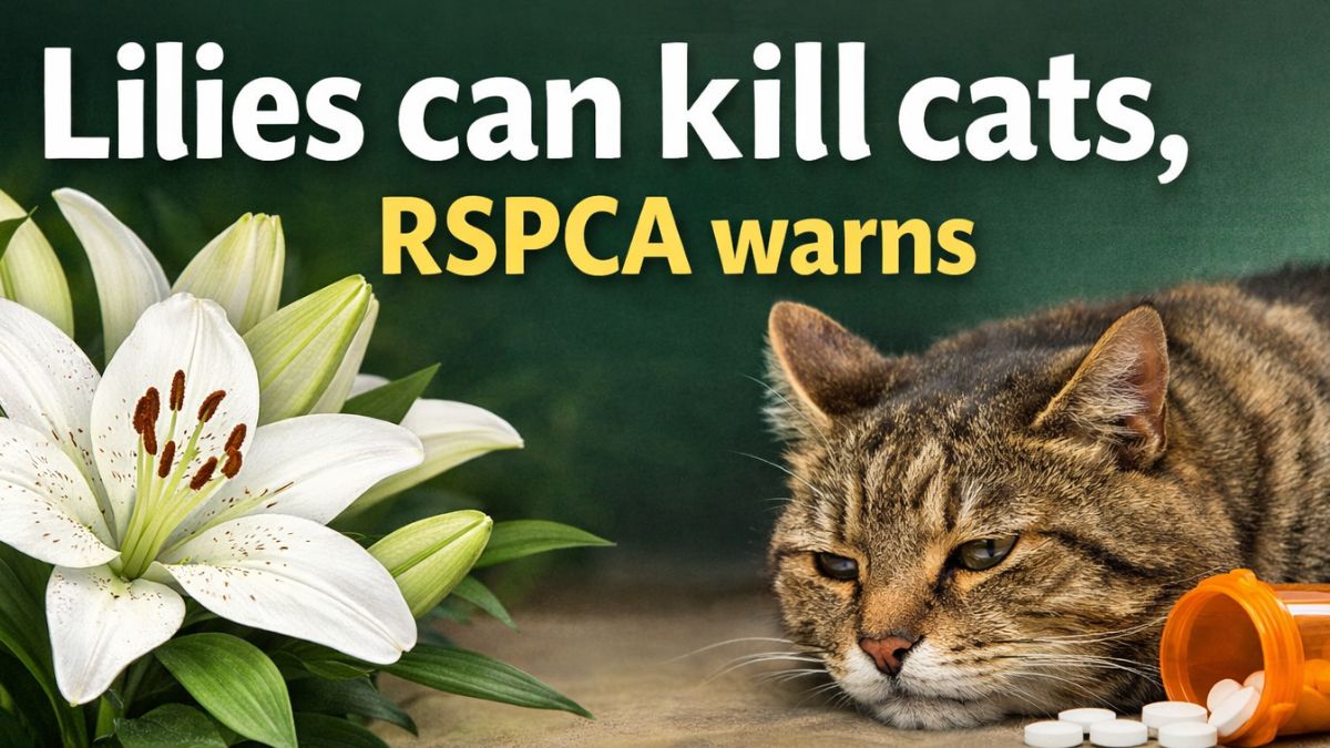 Lilies can kill cats, RSPCA warns