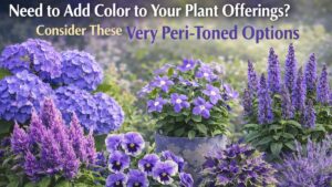 Need to Add Color to Your Plant Offerings? Consider These Very Peri-Toned Options